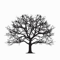 Beech Tree Outline Silhouette vector
