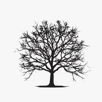Silhouette of a Tall Beech Tree on White Background vector