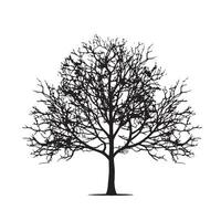 Silhouette of a Beech Tree Isolated on White Background vector