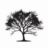Silhouette of a Beech Tree Isolated on White vector