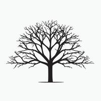 Artistic Beech Tree Silhouette on White Background vector