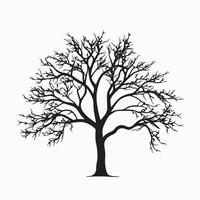 Silhouette of a Leafy Beech Tree on White Background vector