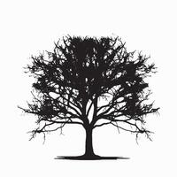 Beech Tree Silhouette Isolated on White vector