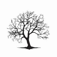 Simplistic Beech Tree Silhouette Isolated on White vector