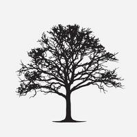 Beech Tree Silhouette on Clean White Backdrop vector