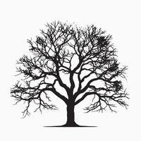 Classic Beech Tree Silhouette Isolated White vector