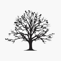 Classic Beech Tree Silhouette Isolated White Background vector