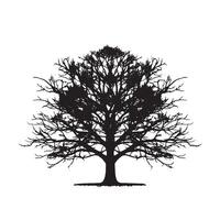 Simplistic Beech Tree Silhouette Isolated on White vector