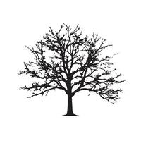 Stylized Beech Tree Silhouette Isolated on a White Background vector