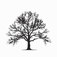 Black Beech Tree Silhouette Perfect for Design vector