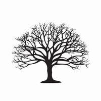 Elegant Beech Tree Silhouette on White Background vector