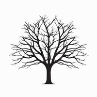 Classic Beech Tree Silhouette Isolated for Art and Design vector