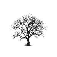 Beech Tree Silhouette in Black on White Background vector