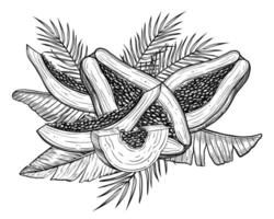 illustration of Papaya Fruits with palm leaves and slices in linear style. Food etching of pawpaw plant painted by black inks. Outline Drawing of exotic tropical dessert. Engraved sketch. vector