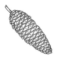 illustration of fir Cone. Linear drawing of Christmas tree element painted by black inks for New Year greeting cards or invitations. Etching of spruce part. Monochrome outline art of pinecone. vector