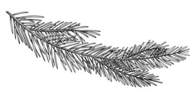 illustration of Pine or Fir branches. Outline Drawing with Christmas tree on isolated background for New Year greeting cards or holiday invitations. Black line art of Coniferous twigs for Xmas. vector