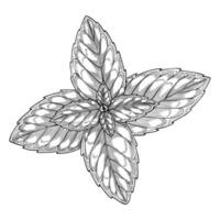 Illustration of Mint leaves painted by black inks in linear style. Outline drawing of kitchen herb for cookbook recipe or menu design. Detailed monochrome etching of medical plant. vector