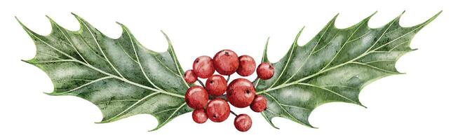 Watercolor illustration of Holly with green Leaves and red Berries. Botanical drawing of traditional Xmas plant for greeting cards or invitations. Sketch of holiday element on isolated background. vector