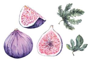 Figs watercolor hand drawing.Fresh ripe purple fig fruit and slices.Isolated on white background vector