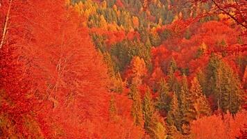 Golden autumn view of dense colorful trees with dry leaves video