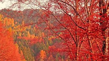 alto árbol con rojo el secado hojas en contra otoño bosque video