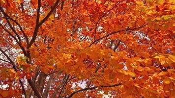 Wide tree with thin branches and bright golden dry leaves video