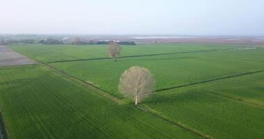 twee bomen in de midden- van de groen velden video