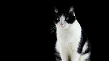 Cat with scared look on a black background video