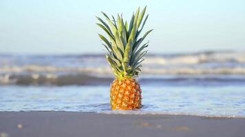 Pineapple on the wet sand at the sea video
