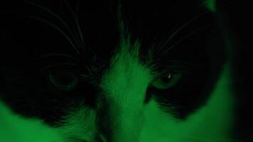 Muzzle of a cat with fast changing colors video