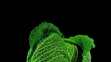 Green cabbage opens in stop motion video
