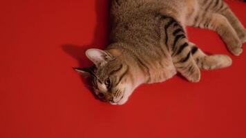 Gray cat plays lying on a red background video
