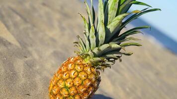 Tasty pineapple on the illuminated sand of the beach video