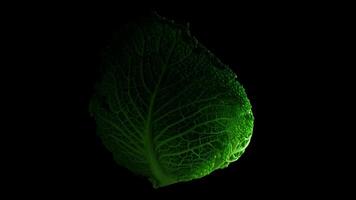 Green cabbage on a black background video