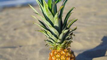 Tasty pineapple on the illuminated sand of the beach video