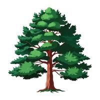 a spread pine tree with big branch full green leaves illustration for design vector