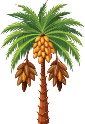 realistic palm tree with palm illustration tropical coconut tree