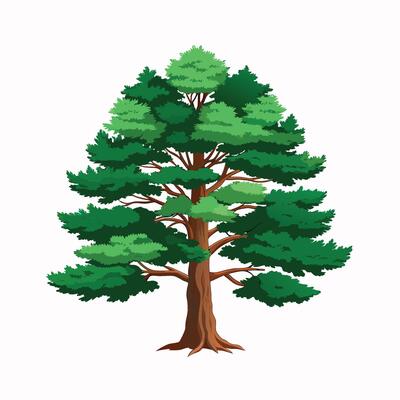 green pine tree illustration with branch for flat design