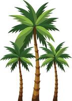 three palm trees with leaves illustration for tropical coconut tree design vector