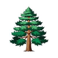 a tall pine tree with root illustration for flat design vector