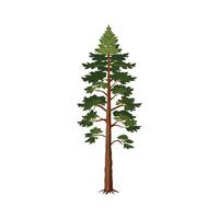 a thin tall single pine tree with green leaves illustration for design vector
