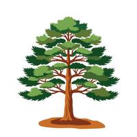 pine tree with branch illustration for flat design vector