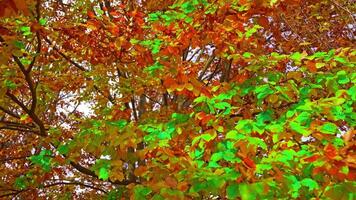 Bushy tree with long branches and multicolored bright leaves video