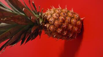 Pineapple resting on the red floor video