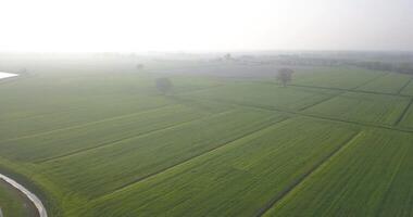 Trees among green fields in the fog video