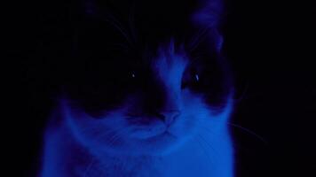 gato obtiene asustado iluminado por de colores ligero video