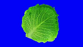 Green cabbage on a blue background video