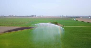 A jet of water is sprayed on the green field video