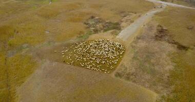 Herd of a group of sheep in the middle of the green field video
