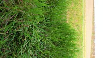 A channel of water in the middle of the grass of the fields video